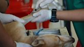 La carga emocional en los veterinarios: "Nadie les enseña a afrontar temas como la eutanasia"