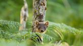 Endangered pine martens could be reintroduced to south-west England after 150 years