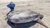 A giant 'sunbathing' fish that washed ashore in Oregon turned out to be an unexpected oddity