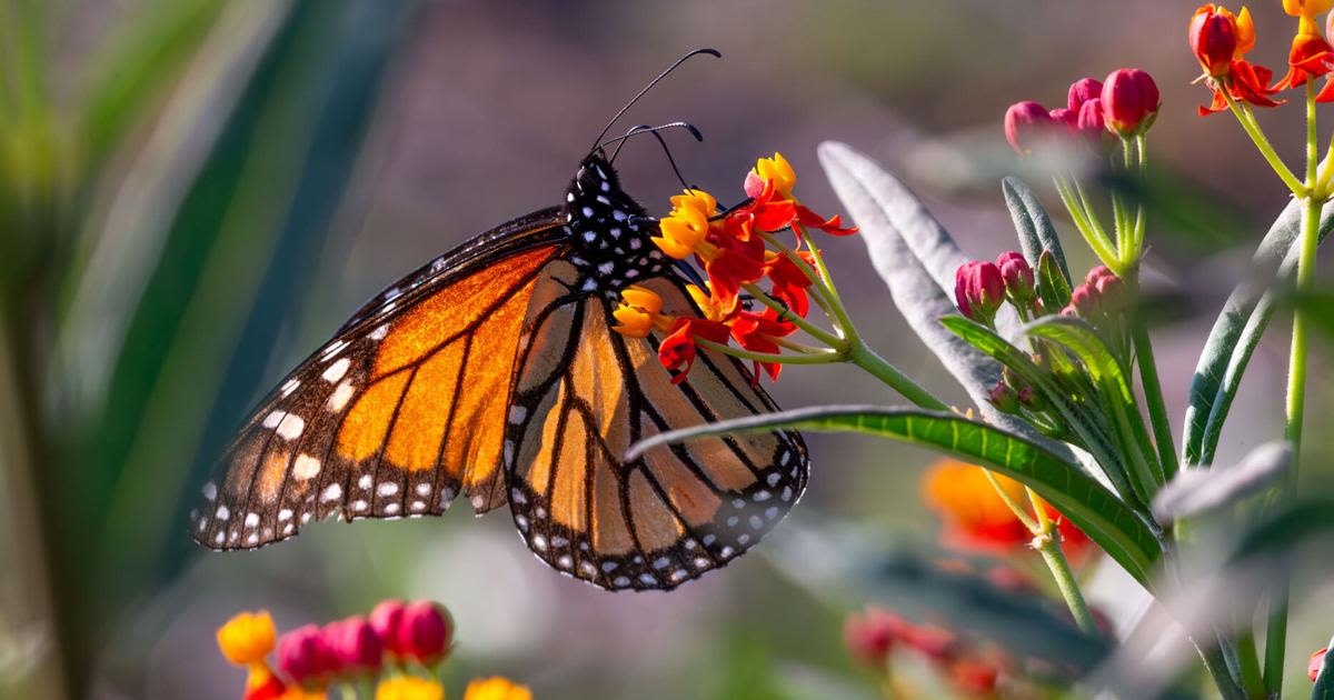 Oklahoma’s monarchs get a fresh boost with new nonprofit