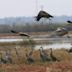 Merced National Wildlife Refuge