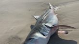 Dead great white shark washes up on Long Island beach