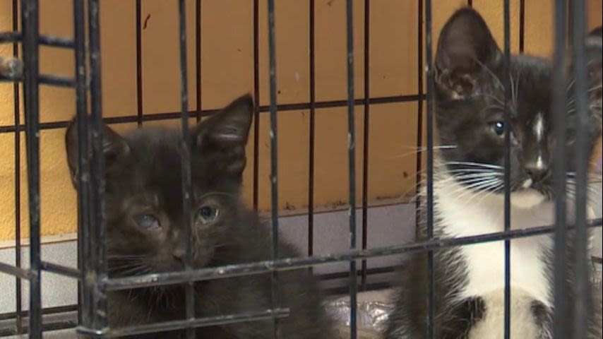 More than 30 cats rescued from horrible living situation, brought to Baton Rouge shelter