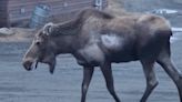 Alaska Documents First-Ever Case of a Rabid Moose, Euthanizes It for Aggressive Behavior