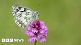 Cambridge museum's butterfly art aims to spark climate change conversation