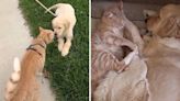 Grieving cat has heart "healed" by falling in love with golden retriever