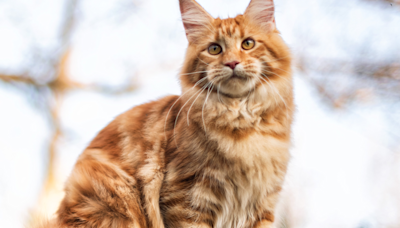 Funny Maine Coon Cat Turns ALDI Bag Into His Own Personal Playground