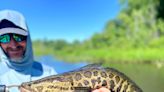 Don't Call Them Snakeheads in Maryland. They Are Now Chesapeake Channas