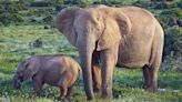 Watch: Poachers fire at elephant-viewing tour boat; ‘scariest day of my life’