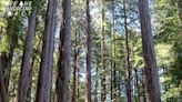 El lugar más “Mendocino” de California: un paraíso colonial oculto de bosques, naturaleza, ríos y mar azul | Sociedad