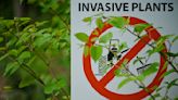 What is Japanese knotweed? How to identify and remove the invasive plant