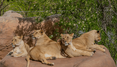 Oklahoma City Zoo welcomes five African lion cubs