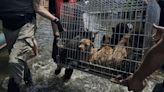 Voluntarios arriesgan sus vidas para salvar animales abandonados en Ucrania