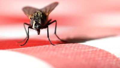Pest expert reveals the simple £1 trick to keep houseflies away this summer