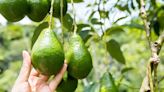 What actually makes avocados bad for the environment? - EconoTimes