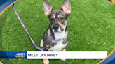 This 4-year-old German shepherd mix named Journey is looking for her forever-home