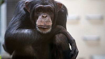 Take a peak inside the Indianapolis Zoo's new chimpanzee complex