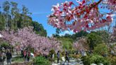 Anuncian el regreso del Festival de Cherry Blossom en el Jardín Japonés en Balboa Park