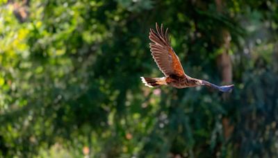 Search continues for hawk missing from Fresno zoo. ‘An extraordinarily rare occurrence’