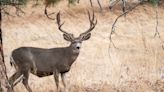Montana Raises Record Funds for a Coveted Mule Deer Tag — Through a Public Raffle