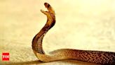 World’s largest snake species | World News - Times of India