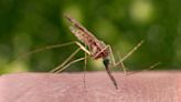 CDC warns of first local malaria infections in U.S. in 20 years
