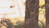 ODNR is urging people to watch out for deer when driving this mating season