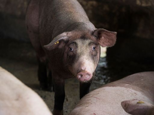 Los impuestos para el metano del ganado danés generan escepticismo entre los agricultores