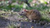 Stop rats entering your garden for good with four plants they find repulsive