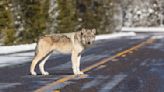 Yellowstone wolves kill elk at public school outside park