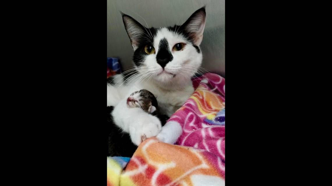 Mama cat experiencing tragic loss steps in to help motherless kittens at SC shelter