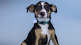 FIDO-Friday's Oregon Dog Rescue Featured Shelter Dog-JUPITER | 107.5 The Big Buck | Scott Tom