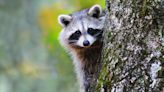 Raccoon tests positive for rabies in New Jersey town. What to know