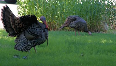 Wild turkeys are moving into Salem neighborhoods. Why is that?