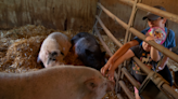 Cute animal alert! Take a look inside Happy Trails Farm Animal Sanctuary