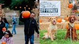 ¡Celebra el otoño! Estos son 8 mágicos campos de calabazas en San Diego que puedes visitar