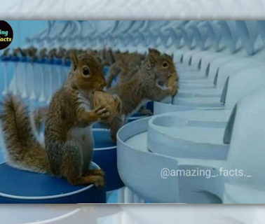 Real Squirrels Were Trained to Crack Nuts in 'Charlie and the Chocolate Factory'?