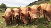 Why Pork Producers are Challenging this Animal Cruelty Law