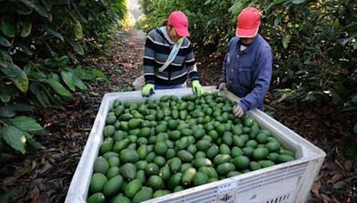 Reanudación de exportaciones de aguacate a Estados Unidos