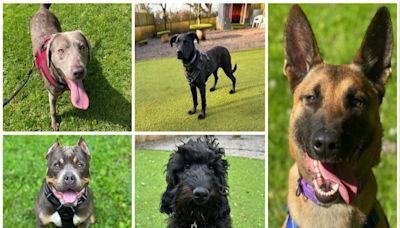 These 5 dogs are looking for forever homes from Hope Rescue