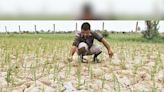 Telangana govt's proposed farm loan waiver scheme to benefit 7 mn farmers