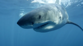 Sharks are here to stay on the South Shore. What it means for Massachusetts beachgoers