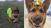 The Internet is trying to get its head around this German Shepherd-Corgi mix