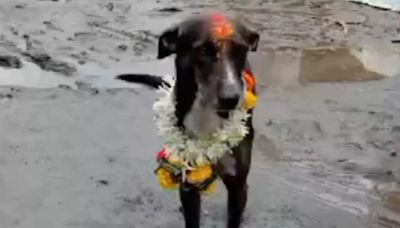 The Return of 'Maharaj': Indie Dog, Lost In Crowd, Makes A 250-Km Journey Back Home