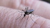 Dengue: tercera semana con descenso de casos en Santa Fe