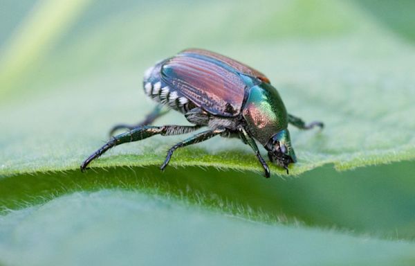 All the Dirt: How to control Japanese beetles