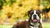 10 fun and surprising dog facts you might not know about the playful Boxer dog breed