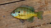 Sunfish vs Bluegill: There's Really No Debate