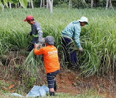 Citronella Farmers In Agusan Del Sur See Bright Prospects In Marketing Essential Oil