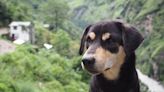 Mountain Dog Trekking Alongside Strangers in Nepal Is Melting Hearts